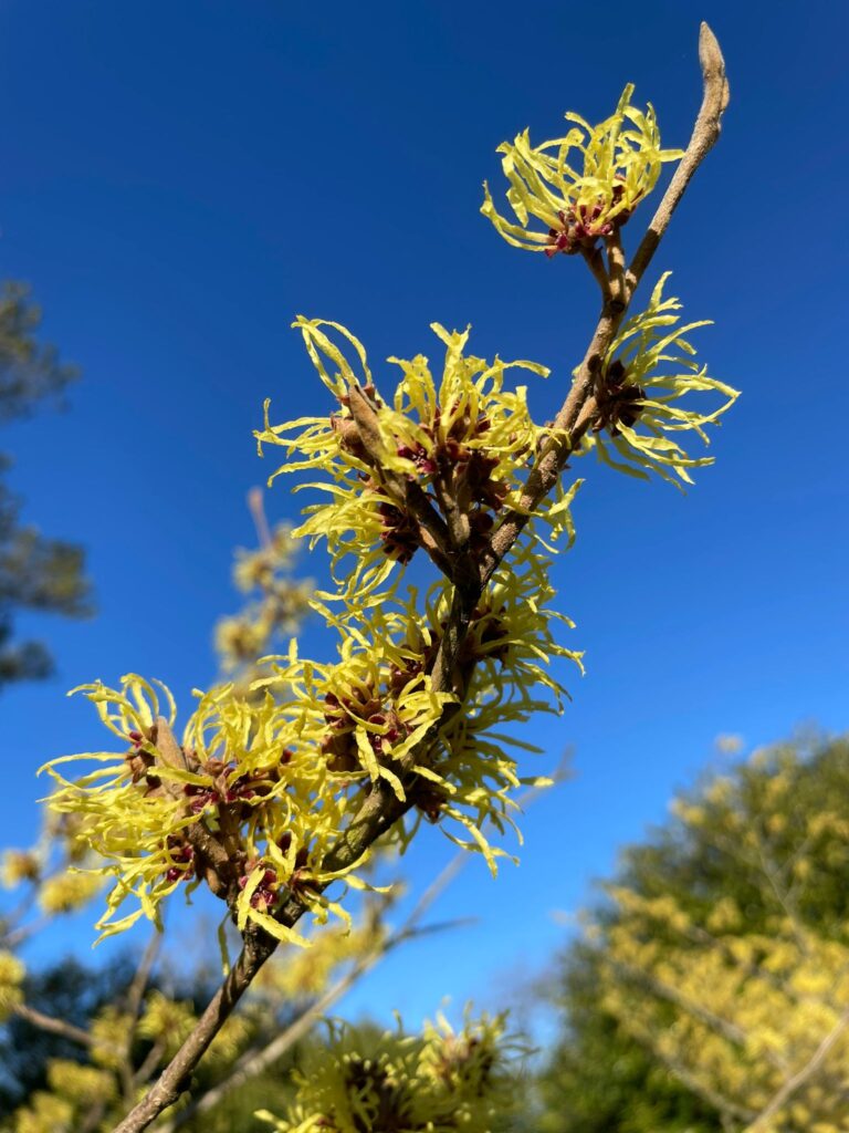 Plant story - Hamamelis mollis - The English Garden