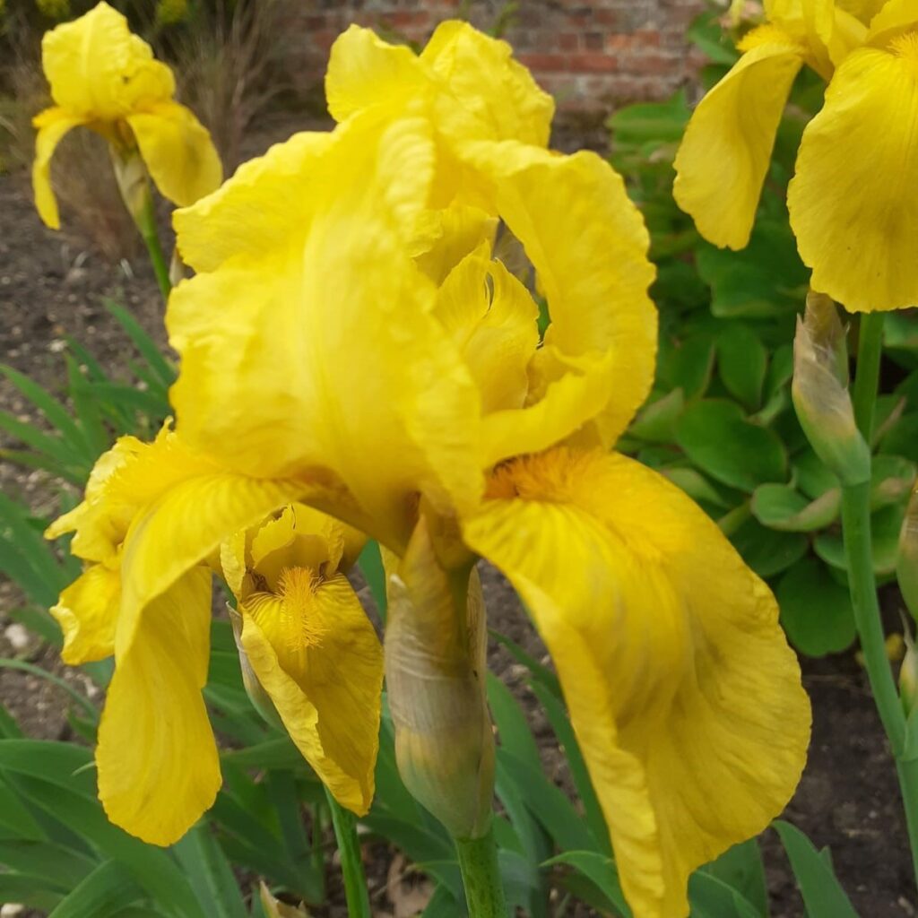 bright yellow flowers of the Iris 'Saint Crispin'